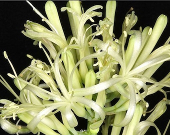 Sansevieria ‘Jaboa’ Snake Plant – Rare & Fast-Growing Beauty