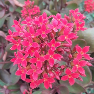 Rooted Kalanchoe blossfeldiana Red flower Plant image 3