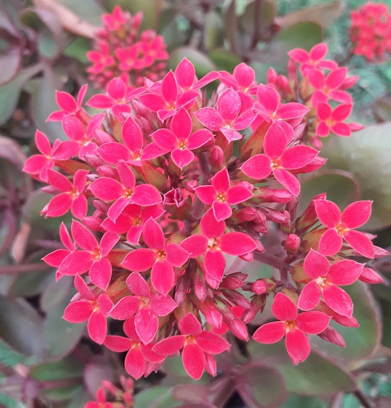 Rooted Kalanchoe blossfeldiana Red flower Plant image 3