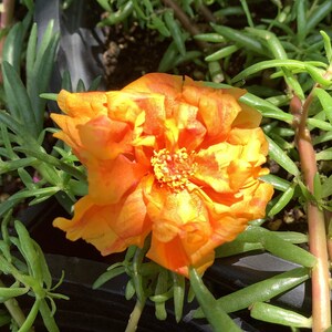 GOLDEN STRIPES Grandiflora Portulaca Table Moss Rose flower plant image 2