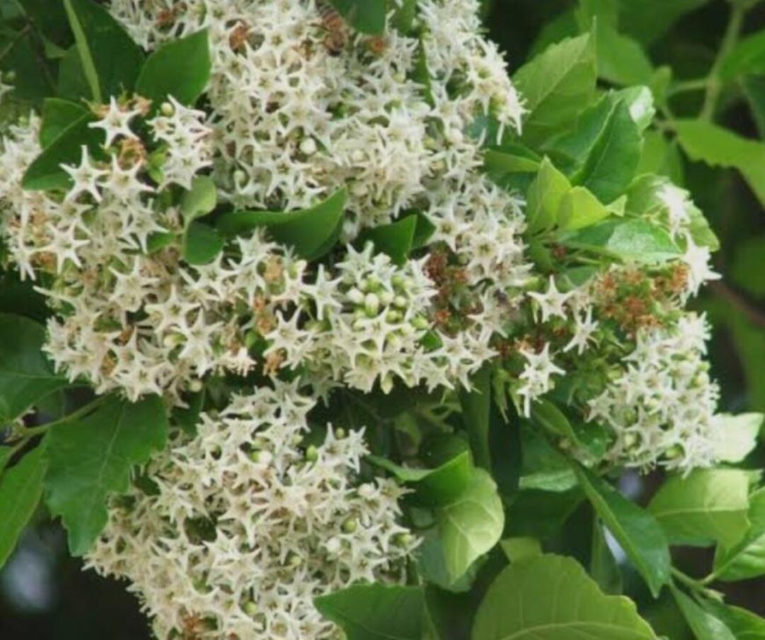 Sandpapper Tree Anacua (ehretia) Seedling Sandpaper Tree Wildlife Magnet Extremely ...
