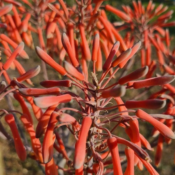 Soap Aloe RED MACULATA Saponaria young plant