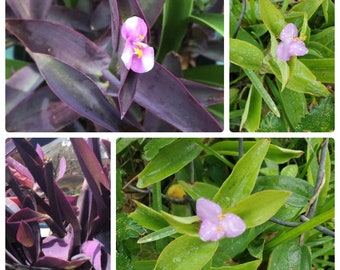 CUTS Purple Queen Spiderwort Striped Pink & White Flower