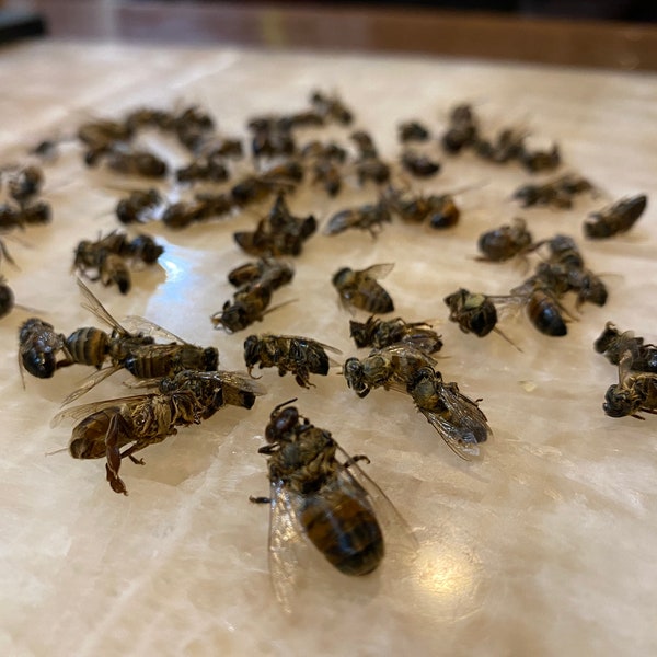 25 Natural real dried Italian honey bees from our hives cruelty free / worker and drone / save the bees! / photography crafting jewelry