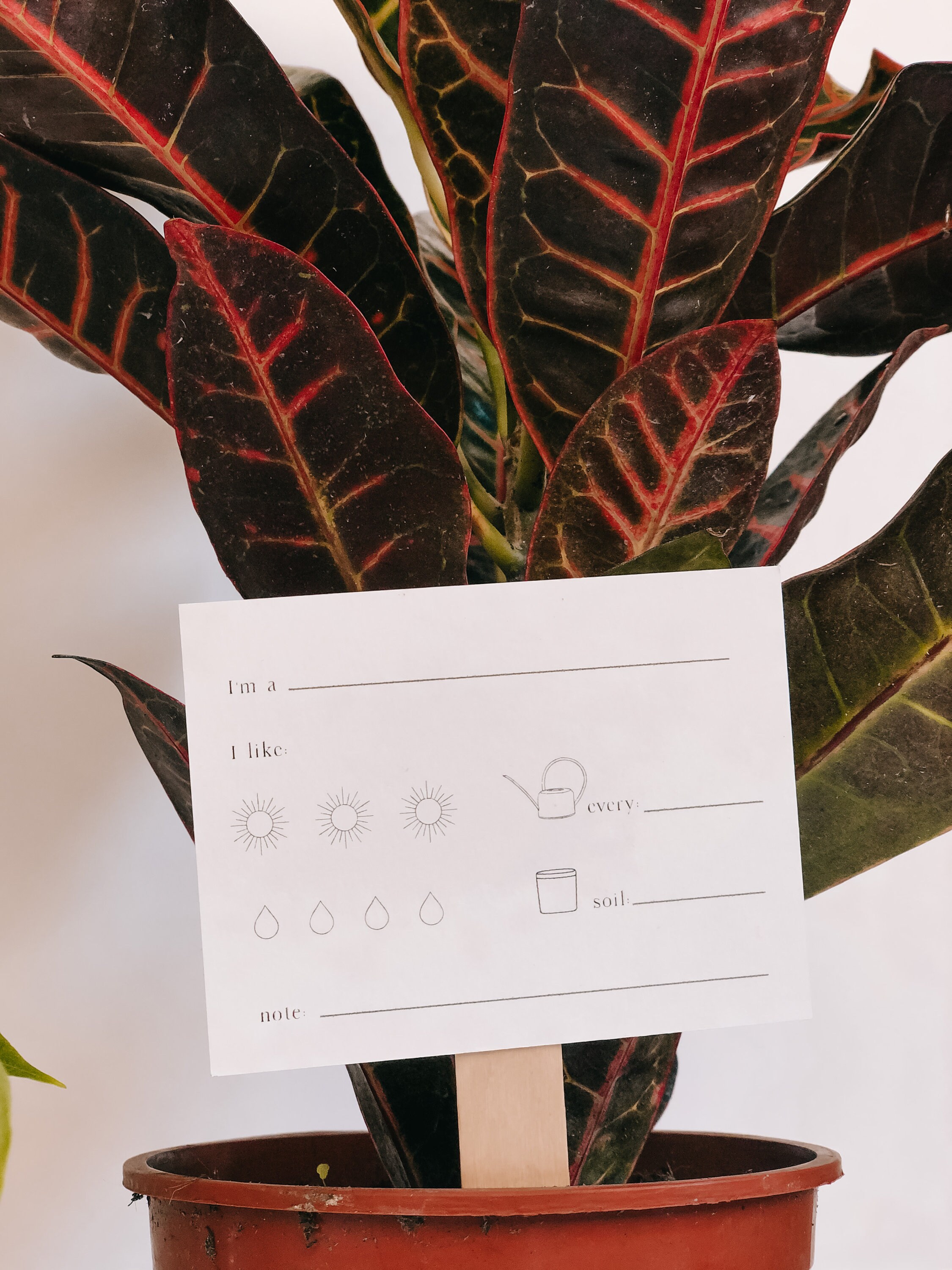 Set of 8 Plant Care Tags Plant Care Cards with Wooden Sticks Etsy