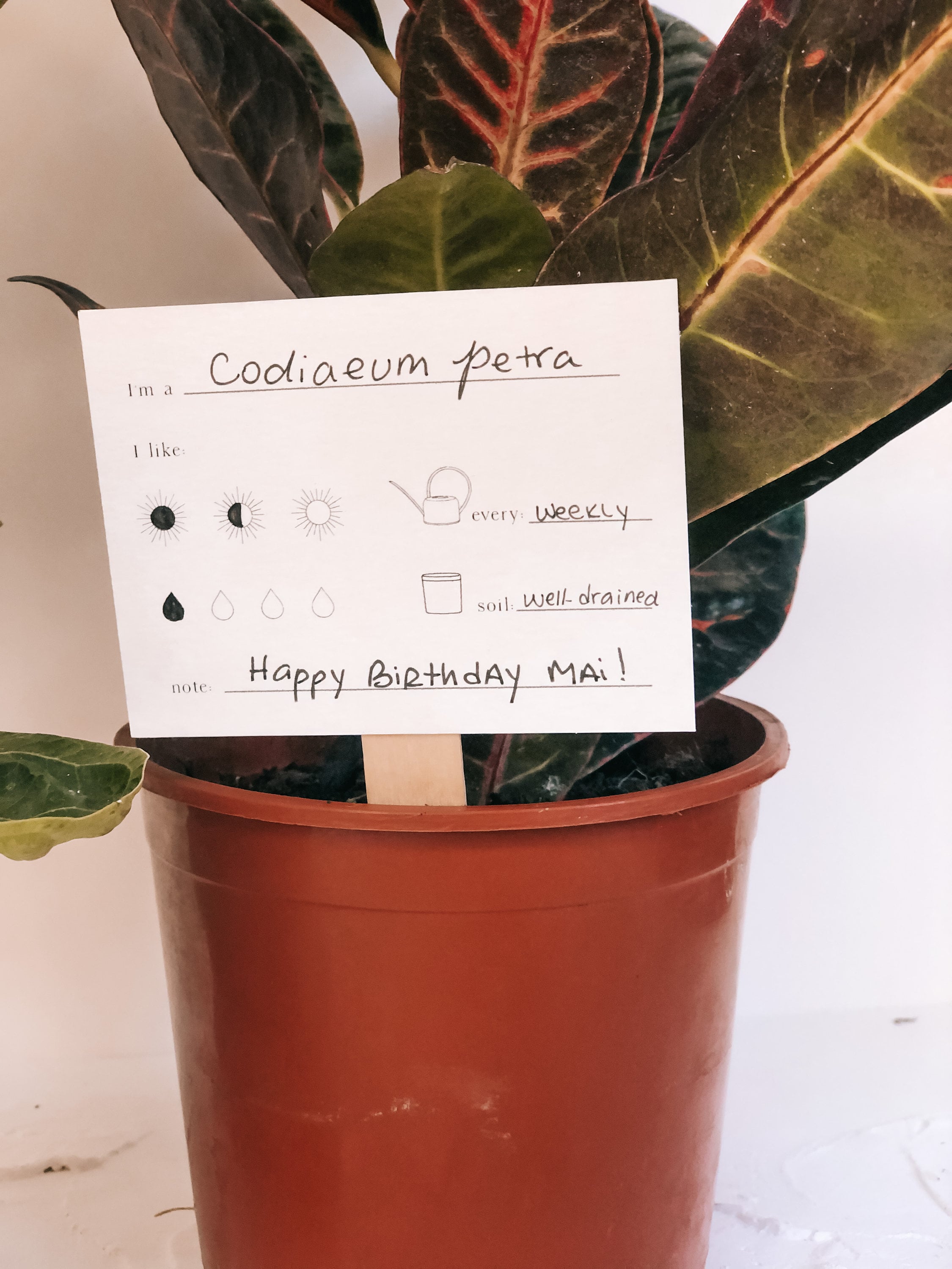 Set of 8 Plant Care Tags Plant Care Cards with Wooden Sticks Etsy