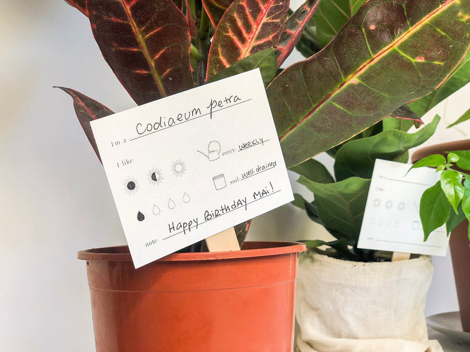 Set of 8 Plant Care Tags Plant Care Cards with Wooden Sticks Etsy