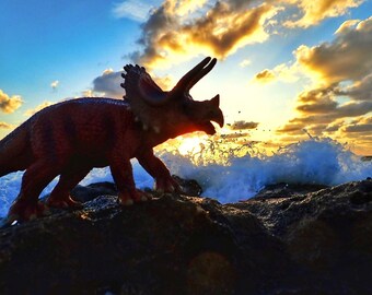 Cera on the Beach