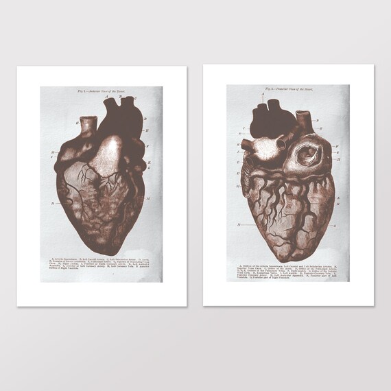 Vintage Anatomy Sketch Science Art A4 Anatomy Drawings Anatomy Macabre 