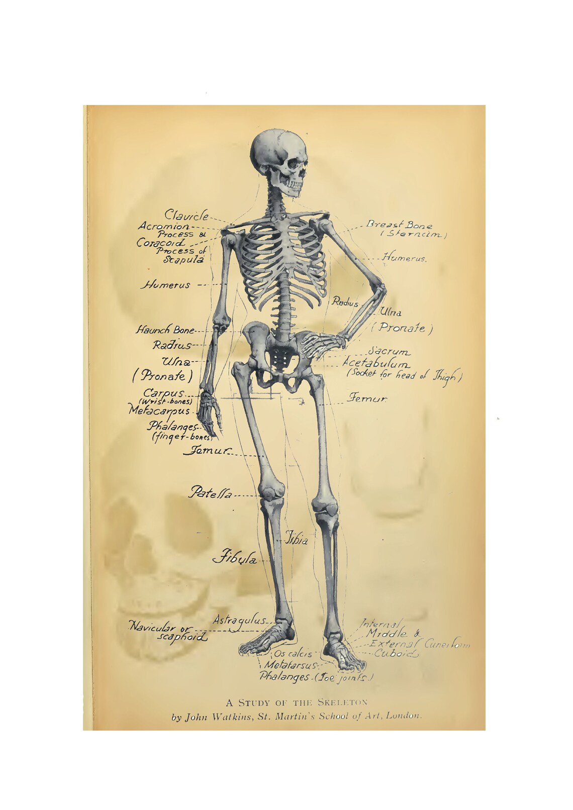 Printable Skeleton Drawing, Vintage, PDF Download, Labelled Skeleton ...