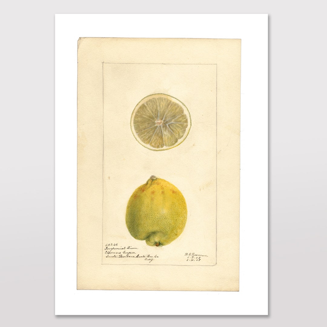 Printable Kitchen Decor, A4 Poster Downloadable Wall Art PDF, Food &amp; Drink, Limes, Zesty Citrus ...