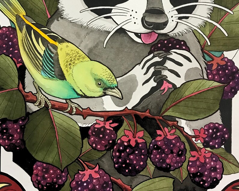 K&ouml;nnte beinhalten: Eine Aquarell-Illustration eines Waschb&auml;ren mit einem gr&uuml;n-blauen Vogel, der auf seinem R&uuml;cken sitzt. Der Waschb&auml;r h&auml;lt eine Brombeere in seiner Pfote. Der Hintergrund ist ein gr&uuml;ner, belaubter Busch mit Brombeeren.