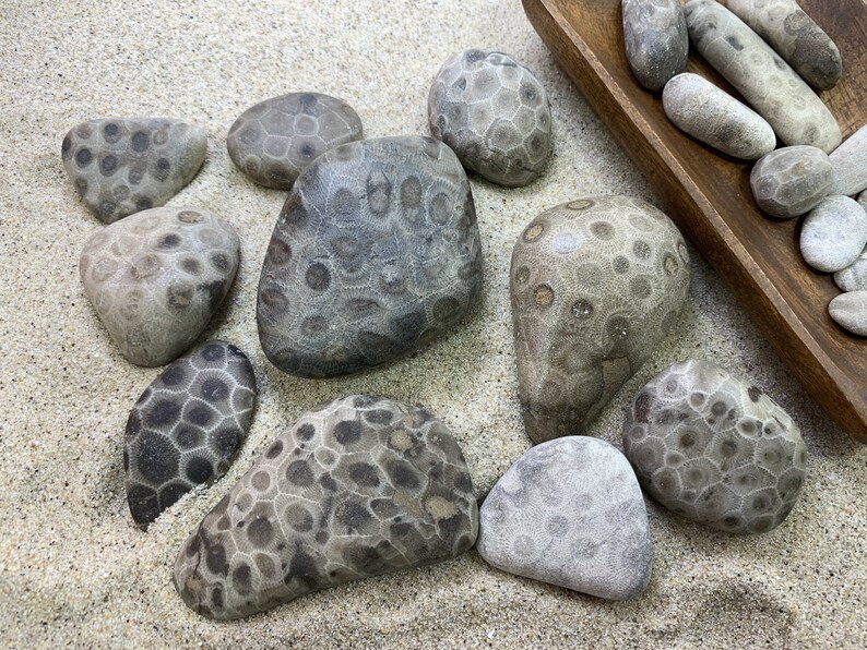 Petoskey Stones 20 Rock Batch Rock709 Etsy