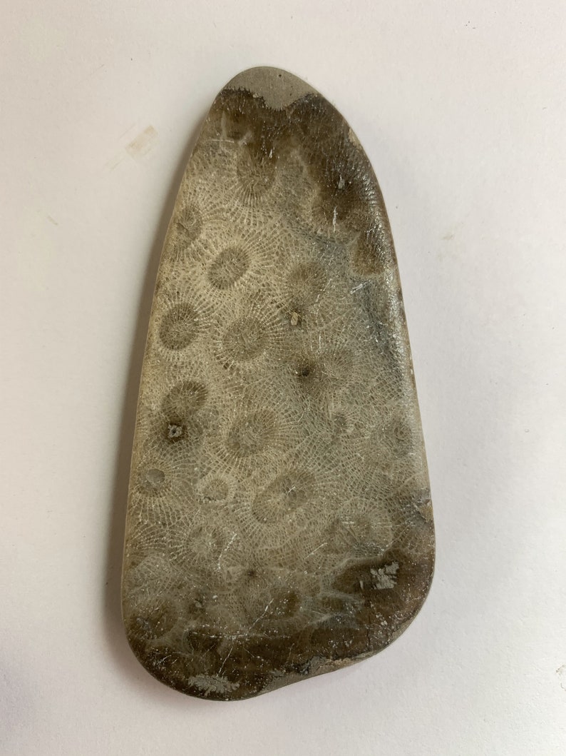 Petoskey Stones 4 Cut Tumbled & Shined Rock140 Etsy