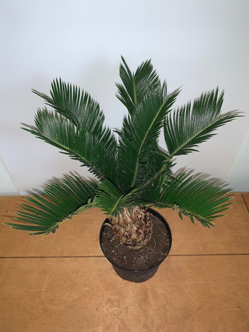 King Sago Palm Live plant 6 inch pot Plantas viva / palma para Etsy