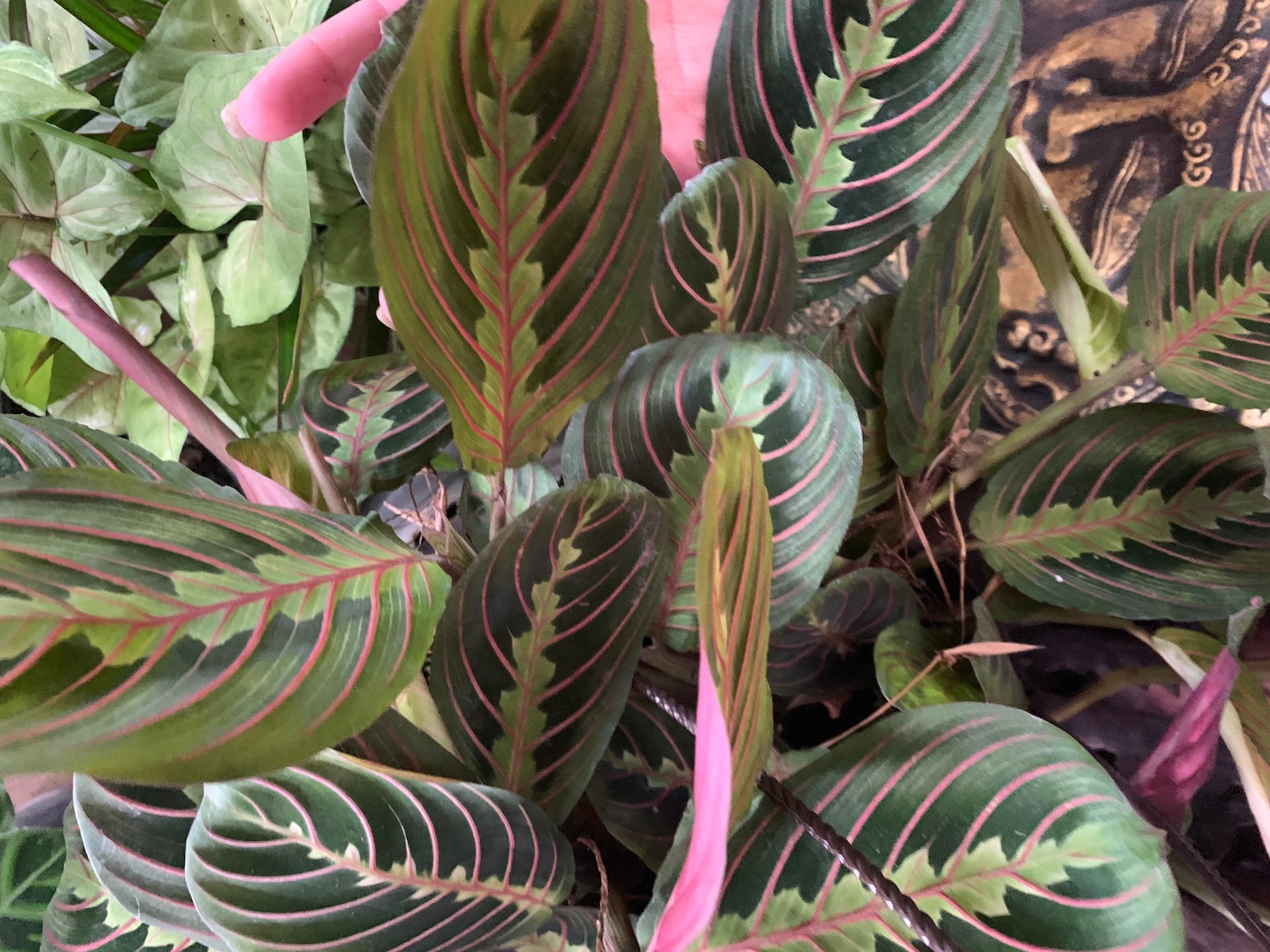 Prayer Plant Maranta Leuconeura