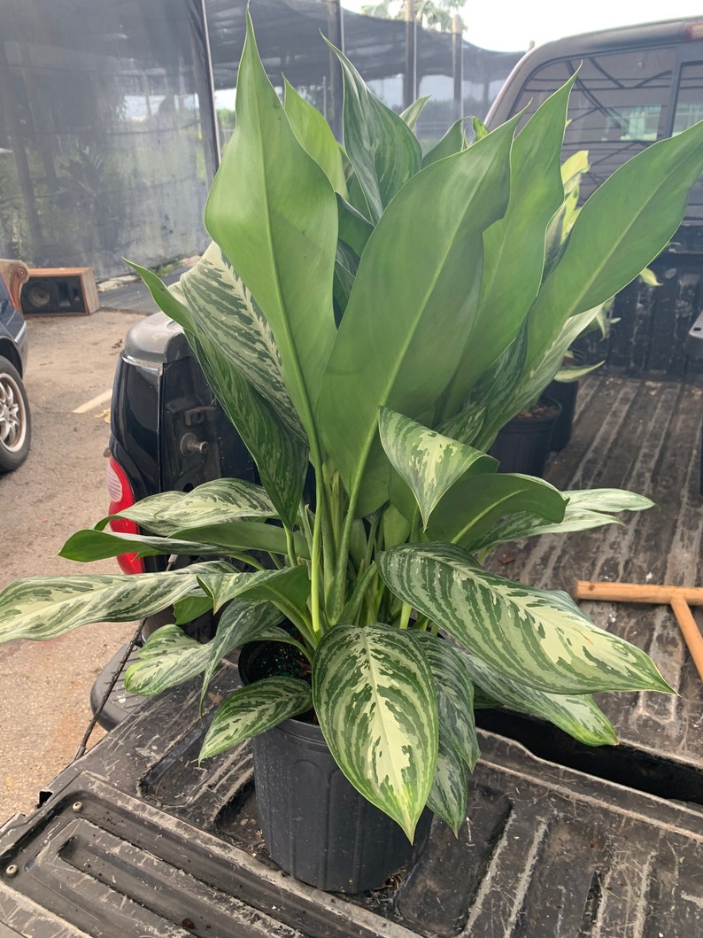 Aglaonema Moonlight Bay 10 inch Growers Pot Limited Aglaonema Moonlight Bay 10 inch Growers Pot Limited