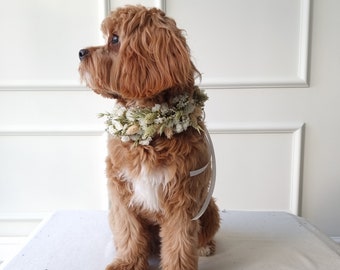 Dog collar | Dried flowers | Wedding | For dogs | Style - Sweet Ann