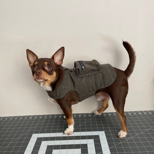 Pode incluir: Um chihuahua marrom e branco vestindo um colete para cachorro listrado cinza e preto com um pequeno bolso nas costas.