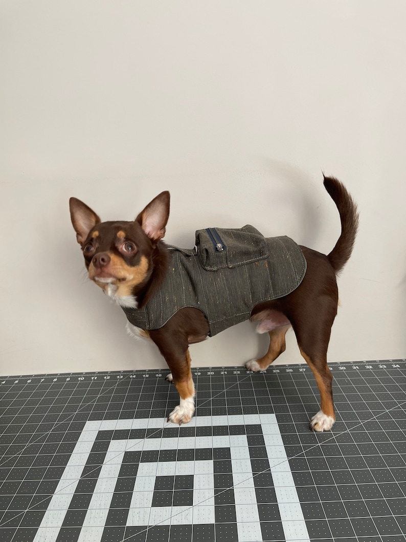 Pode incluir: Um chihuahua marrom e branco vestindo um colete para cachorro listrado cinza e preto com um pequeno bolso nas costas.