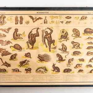 1961 - SÄUGETIERE (Tisch I) - Authentische Wandkarte - 74x96cm Seltene schöne antike Schulwandkarte Zoologischer Atlas von Paravia