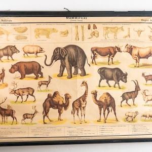 1961 - SÄUGETIERE (Tisch III) - Authentische Wandkarte - 74x96cm Seltene schöne antike Schulwandkarte Zoologischer Atlas von Paravia