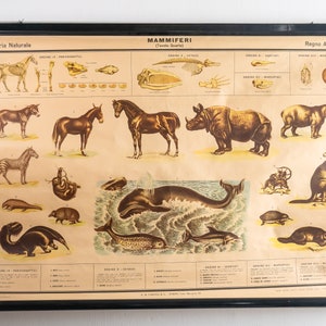 1961 - SÄUGETIERE (Tisch IV) - Authentische Wandkarte - 74x96cm Seltene schöne antike Schulwandkarte Zoologischer Atlas von Paravia
