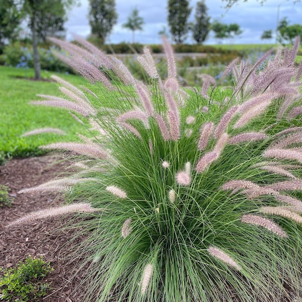 25 Purple Fountain Grass seeds from Florida