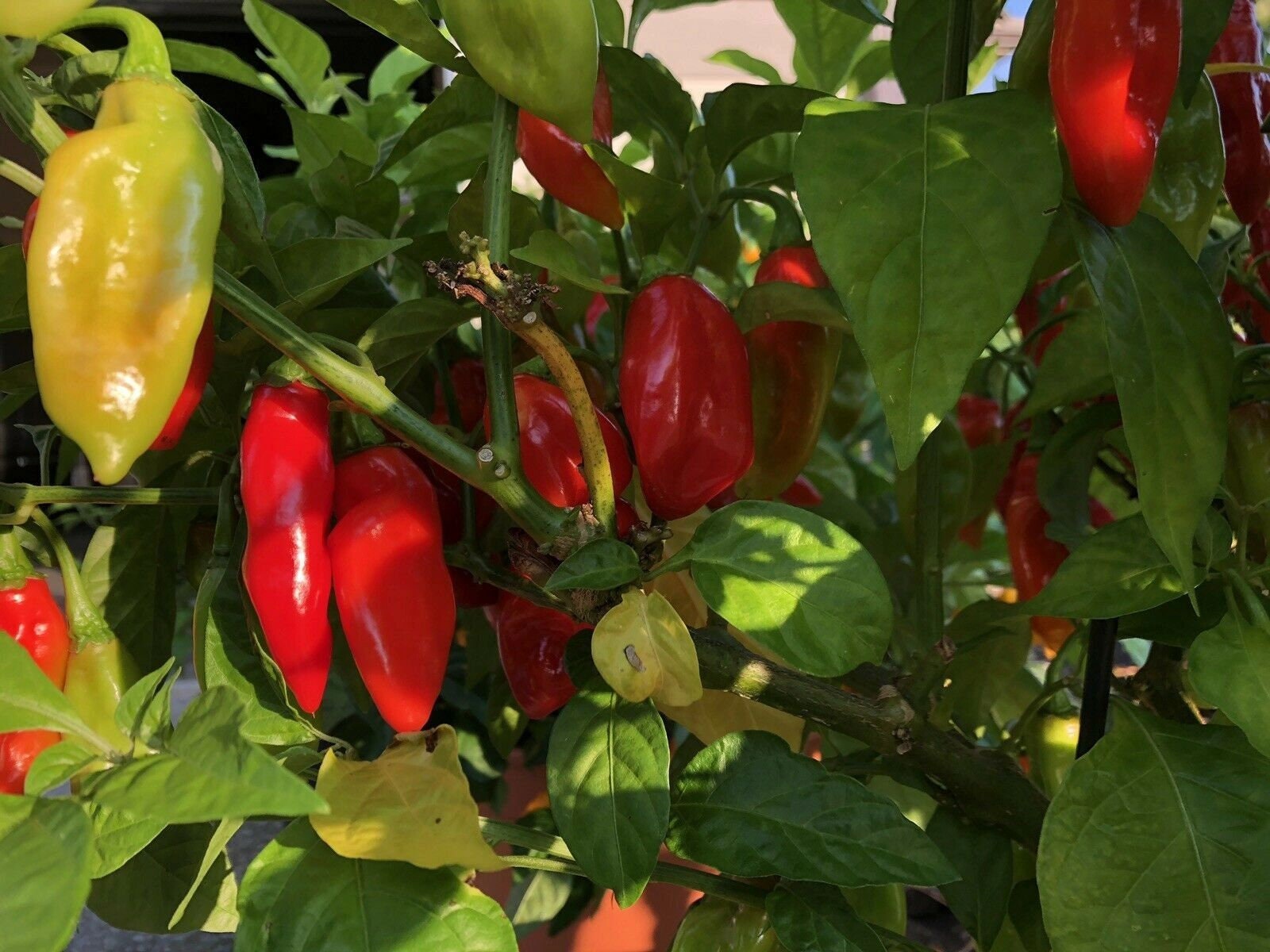 Heirloom Trinidad Pimento Pepper Seeds Organically Grown in Etsy