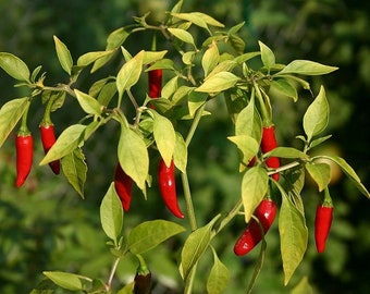 25+ Hand Selected Heirloom Long Slim Cayenne Pepper Seeds Organic