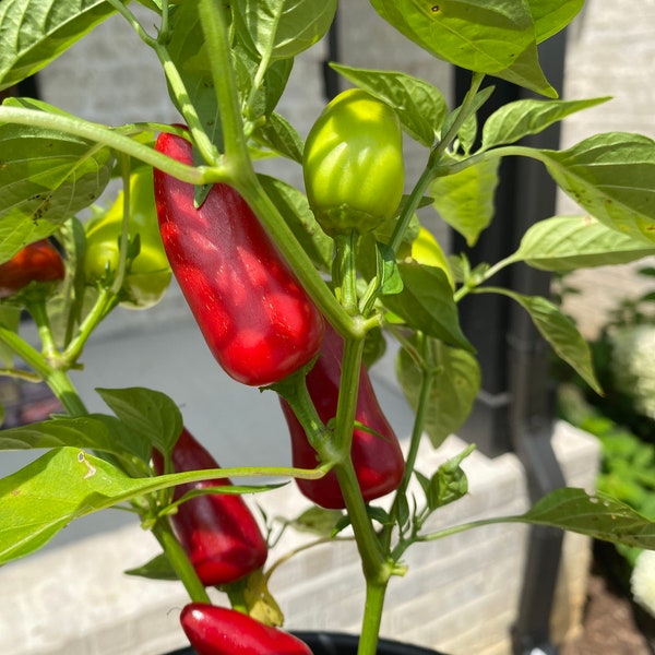 Hand selected Fresno Pepper seeds from Florida