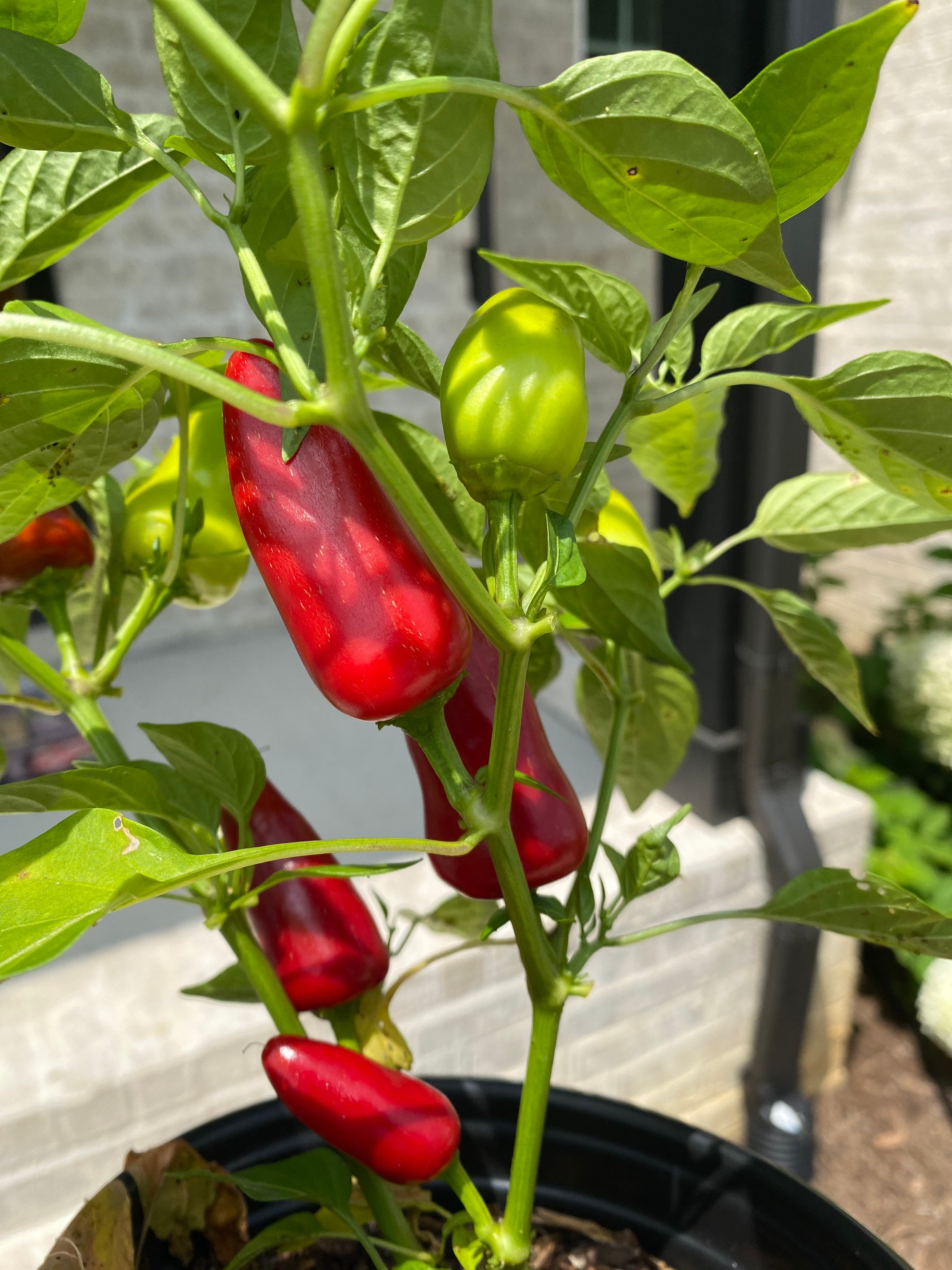 Red Fresno Peppers