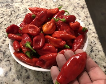 Heirloom Trinidad Pimento Pepper Seeds Organically Grown in Florida Ready to ship!