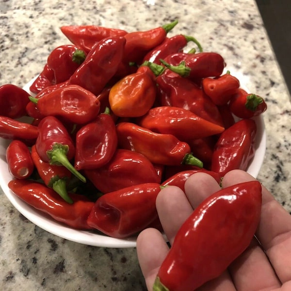 Heirloom Trinidad Pimento Pepper Seeds Organically Grown in Florida Ready to ship!