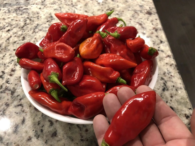 Heirloom Trinidad Pimento Pepper Seeds Organically Grown in Etsy