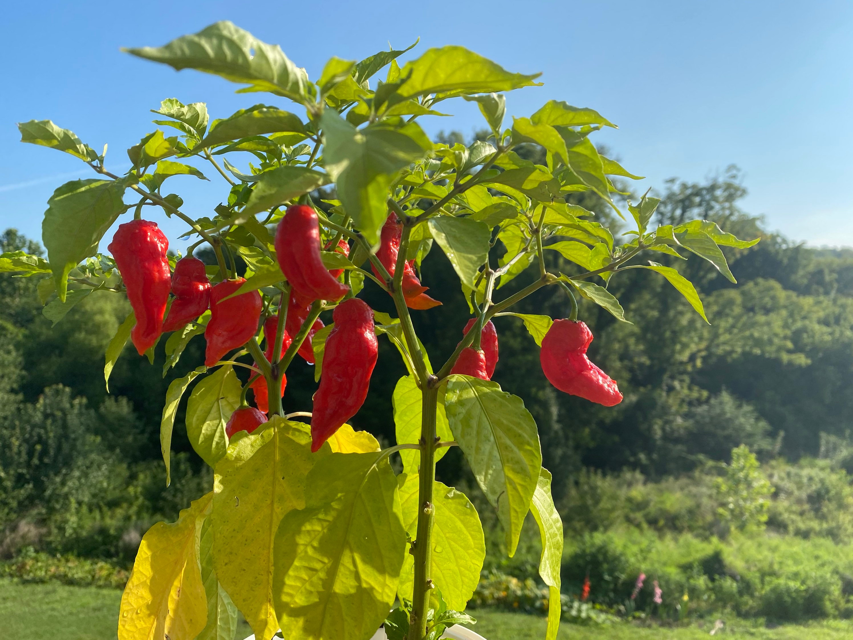 Bhut Jolokia Ghost Pepper Seeds Worlds Hottest Pepper Grown in Florida ...
