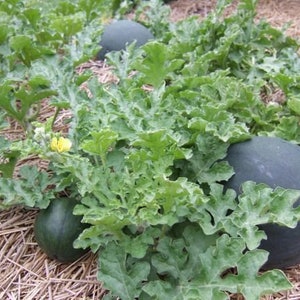 Heirloom Sugar Baby Watermelon Seeds from Florida image 2