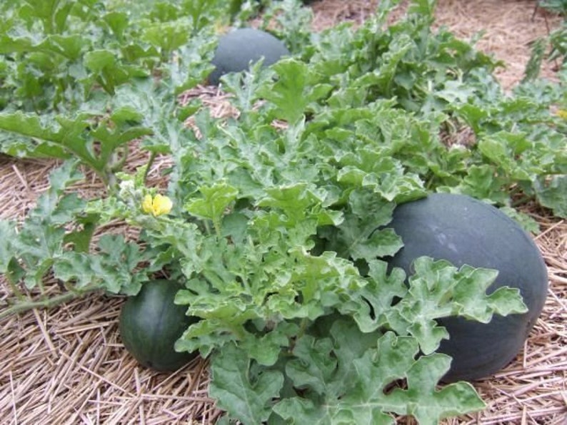 Heirloom Sugar Baby Watermelon Seeds from Florida image 2