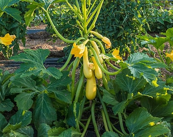 Early Straight neck squash seeds organically grown in Tennessee