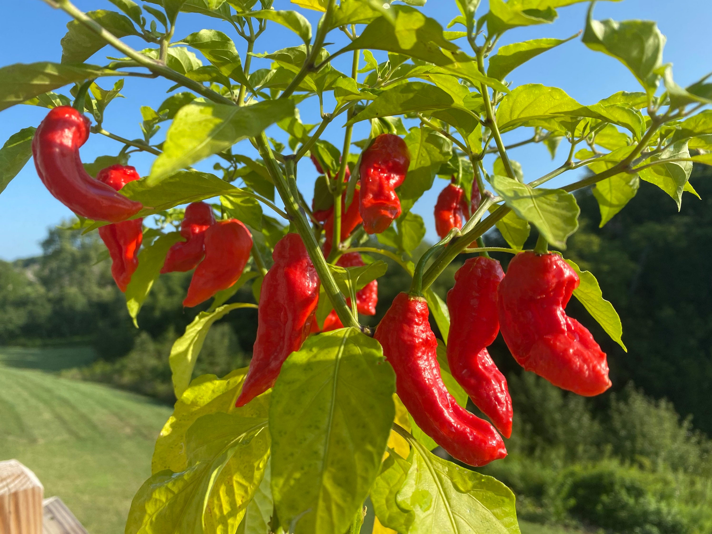 Bhut Jolokia Ghost Pepper Seeds Worlds Hottest Pepper Grown in Florida ...
