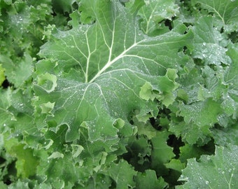 50+ Siberian Improved Kale Seeds Fast Shipped for you Garden