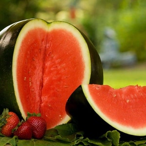 Heirloom Sugar Baby Watermelon Seeds from Florida image 1