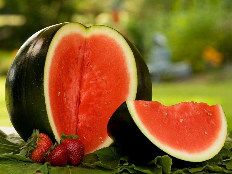 Heirloom Sugar Baby Watermelon Seeds from Florida image 1