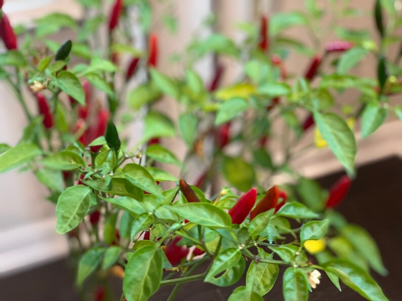 Heirloom Piri Piri Pepper Seeds Shipped Fast From Tennessee - Etsy