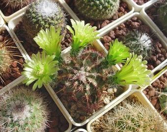 Cactus Seeds for DIY Succulents