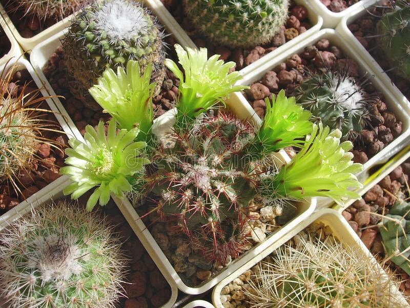 elephant succulents Elephant Bush – Lovehopegrow main image 1