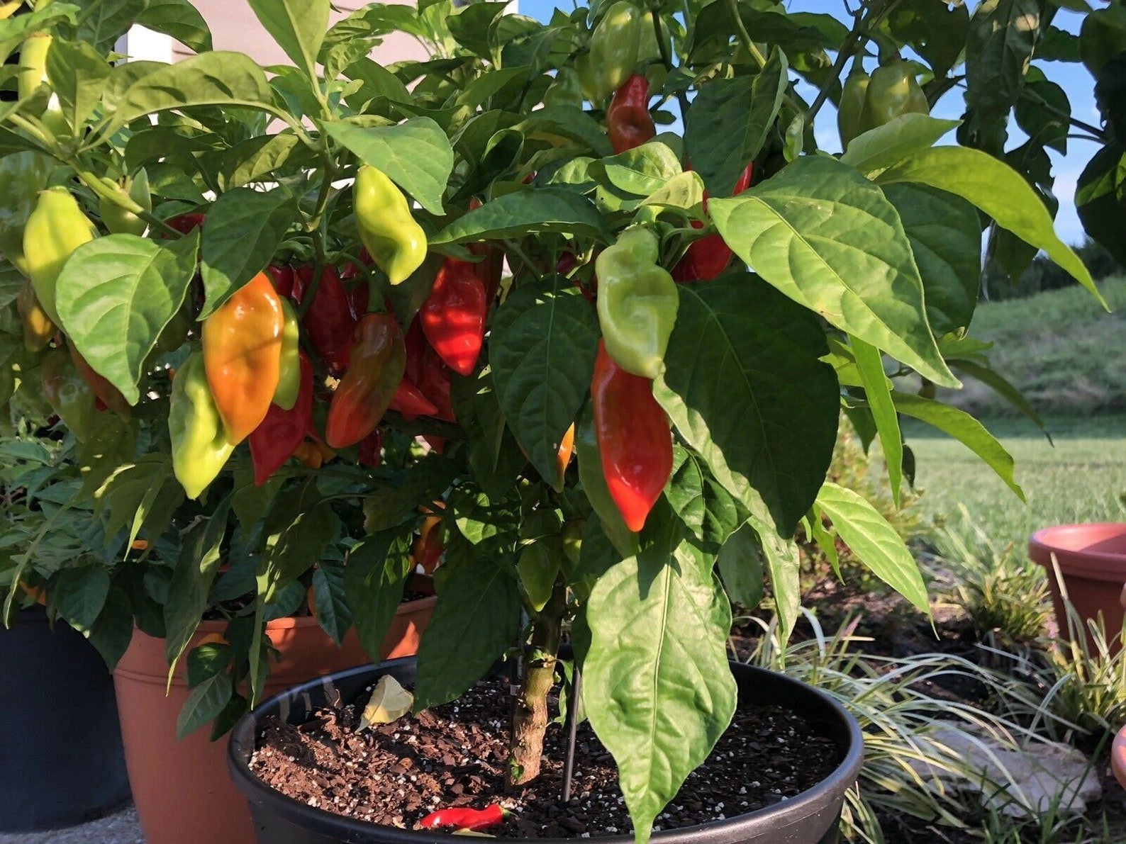 Heirloom Trinidad Pimento Pepper Seeds Organically Grown in Etsy