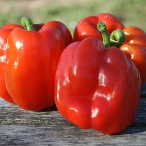 May include: Three red bell peppers on a wooden surface. The peppers are shiny and have a smooth texture.