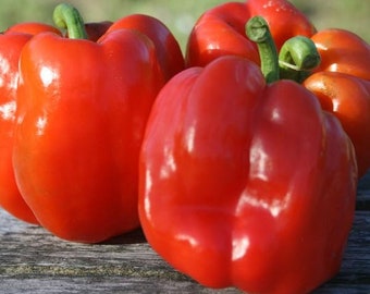 Quadrato D'Asti Rosso Bell Pepper Seeds from Florida