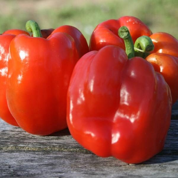 Quadrato D'Asti Rosso Bell Pepper Seeds from Florida Etsy.de